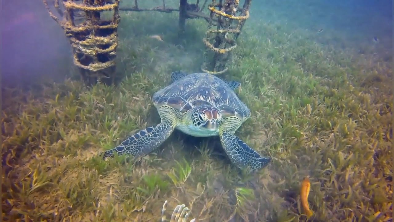 Dahab dive sites collection