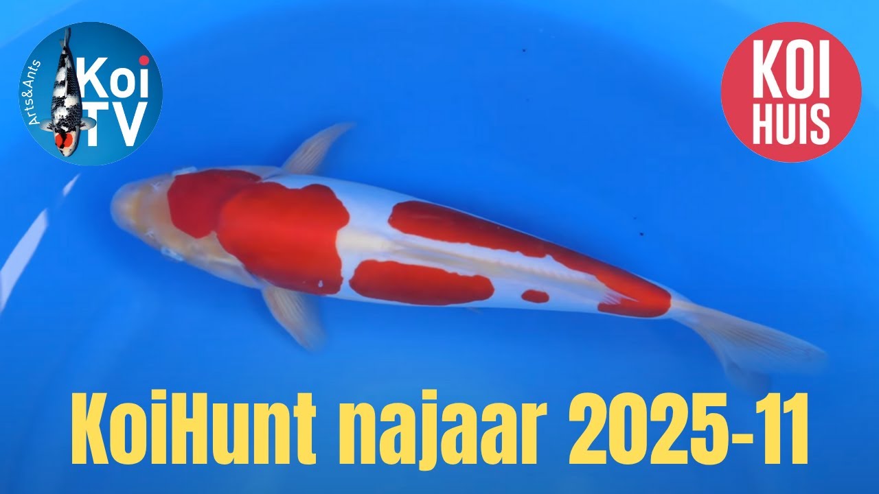 Охота на кои, осень 2025, часть 11