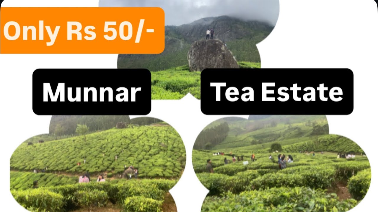 Munnar Tea Estate // Must Experience // Only Rs 50 // Places to visit in Munnar