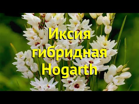 Video: Ixia Hibrīds