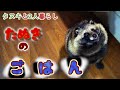 【タヌキと二人暮らし】やっぱりおすそ分けは外せないタヌキ。(Tanuki want to have a meal)