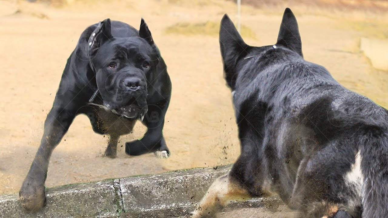 Only These Dog Breeds Can Face A Cane Corso