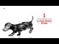 Корм Royal Canin для щенков. Полноценное питание для здорового роста