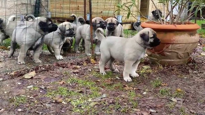 Kangal Chiots Puppies Pacha 8 Semaines Berger D Anatolie Aslanda Goutte Noire Agn Youtube Kangal Chiots Puppies Pacha 8 Semaines Berger D Anatolie Aslanda Goutte Noire Agn Youtube