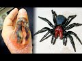 15 Most Dangerous Spiders In The World