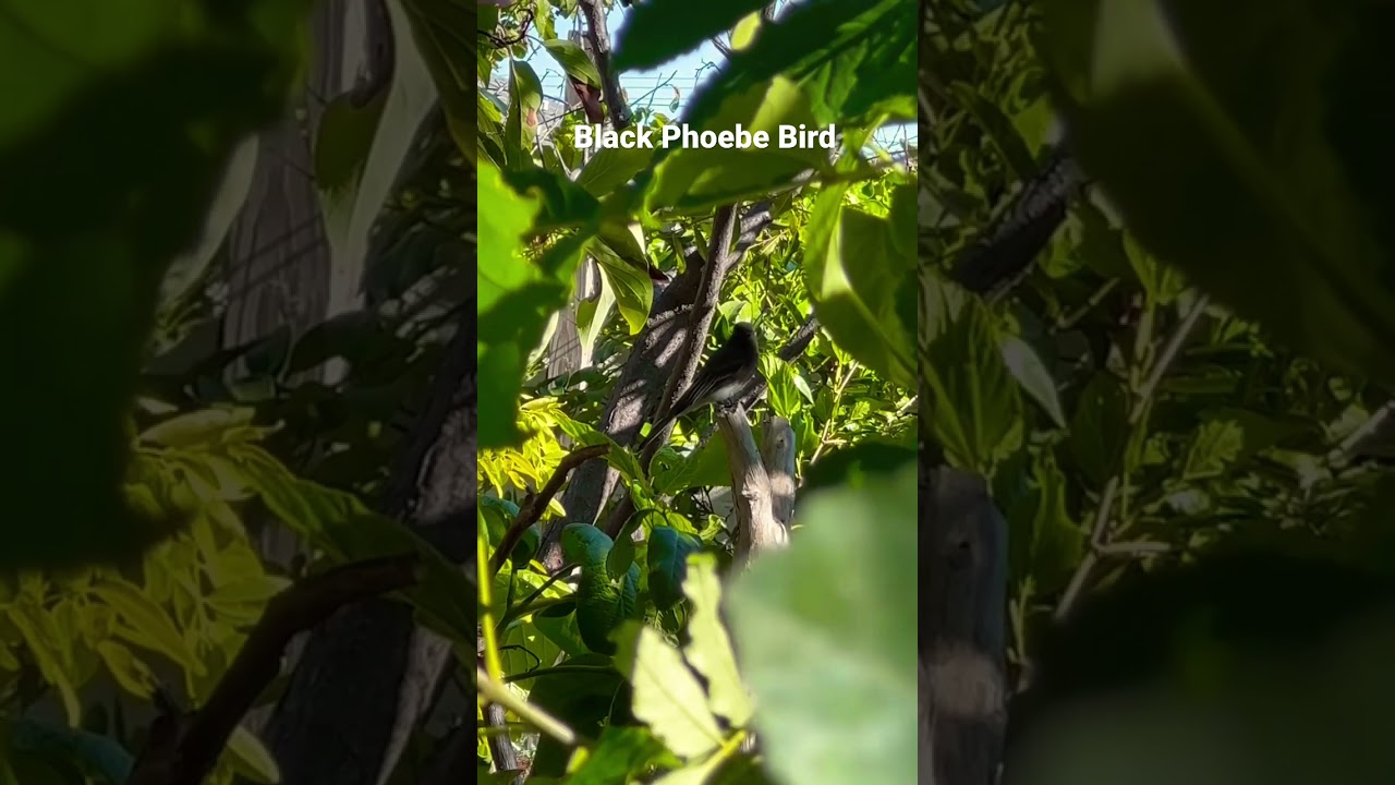 Black Phoebe Bird