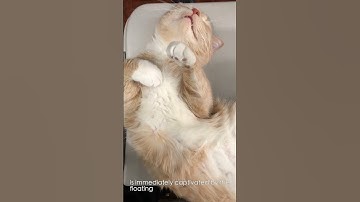 Cat and the Bubble Machine