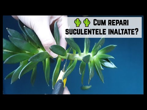 Video: Îngrijirea plantelor Rosularia - Aflați despre plantarea suculentelor Rosularia