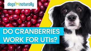 Do Cranberries Work For Urinary Tract Infections In Dogs?