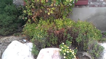 T-Mobile G2 HD Video Demo | Pocketnow