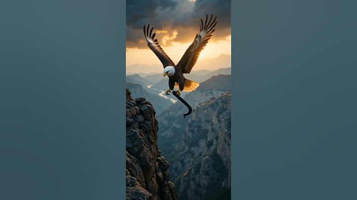 Eagle vs Coyote – Nature’s Most Unexpected Clash!#EagleVsCoyote #SVRAnimalShorts#wild  #USAWildlife