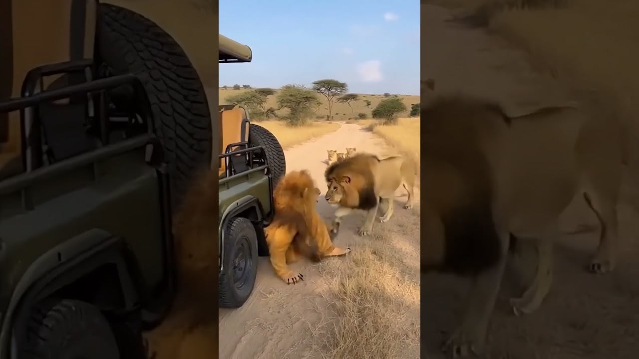 Will the Lions Accept Him? 🦁 A Lion Costume in the African Savanna 