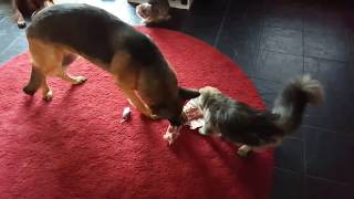 cat stealing dog food by BlackJaguar-Maine Coon Ireland 699 views 6 years ago 1 minute