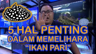 MAU PUNYA IKAN PARI ?!? INILAH 5 HAL PENTING YANG HARUS DI KETAHUI SEBELUM KALIAN MEMELIHARA !!!