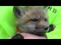 赤ちゃんギツネ抱っこ＿宮城蔵王キツネ村 の動画、YouTube動画。