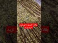 اضافة النوتيلا على البقلاوة بالفستق الوصفة على قناتي