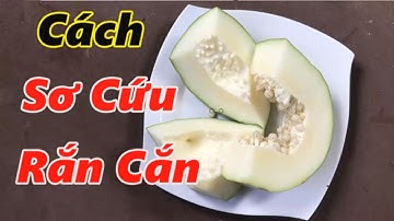 Mẹo sơ cứu khi bị rắn cắn bằng đu đủ xanh hiệu quả ngay tại nhà  – Mẹo chữa bệnh bằng đu đủ xanh