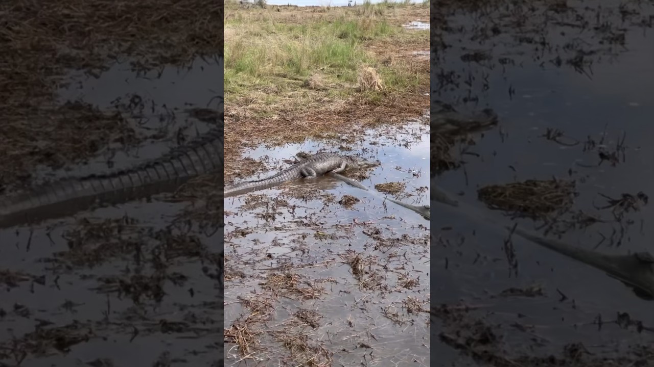 Gator swimming in the Louisiana marsh! 