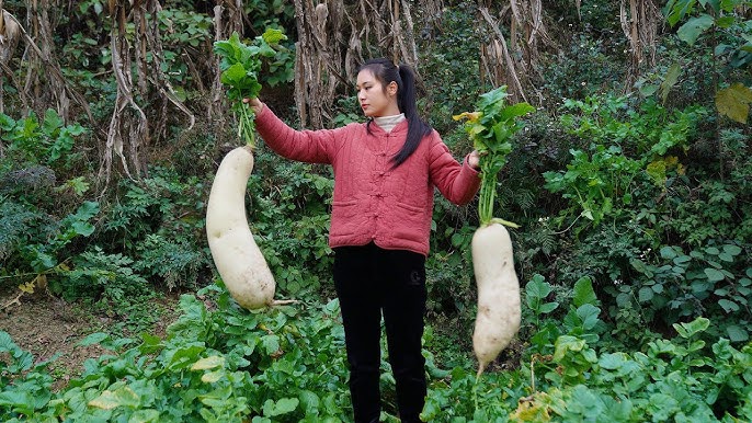 Preserve Giant Radish Drying And Pickling 2024