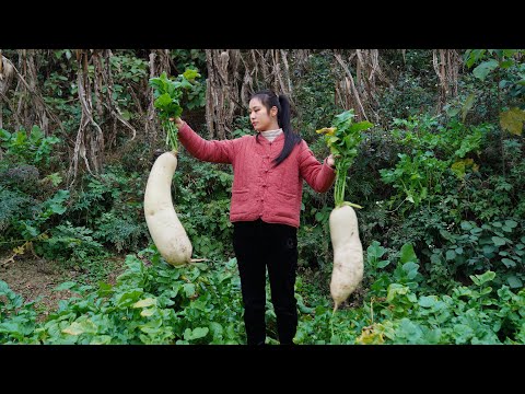 How to Preserve GIANT Radish? It is Best to Make Dried Radish and Pickled Radish Leaves