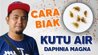 Cara Pembiakan Kutu Air / Daphnia Magna - EP4 HOBI