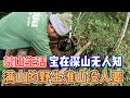 茶山生活，满山野生淮山没人要，这下爽了#古茶山 #原生态 #煲汤材料