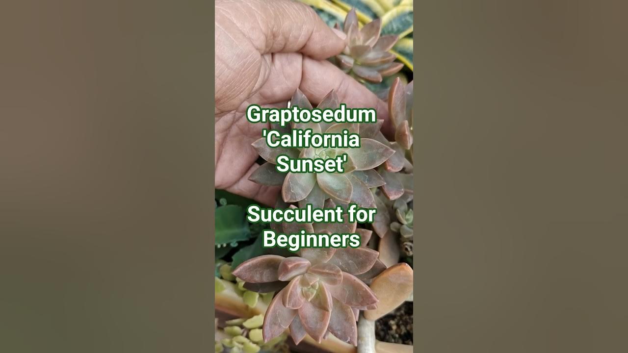 Graptosedum ‘California Sunset’ | Care Tips for Vibrant Color 🌅🌵 Graptosedum ‘California Sunset’ | Care Tips for Vibrant Color 🌅🌵