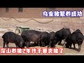 深山养猪2年终于要卖猪了,乌金猪己经繁养成功,看看这猪品质怎么样!【王玮先生】