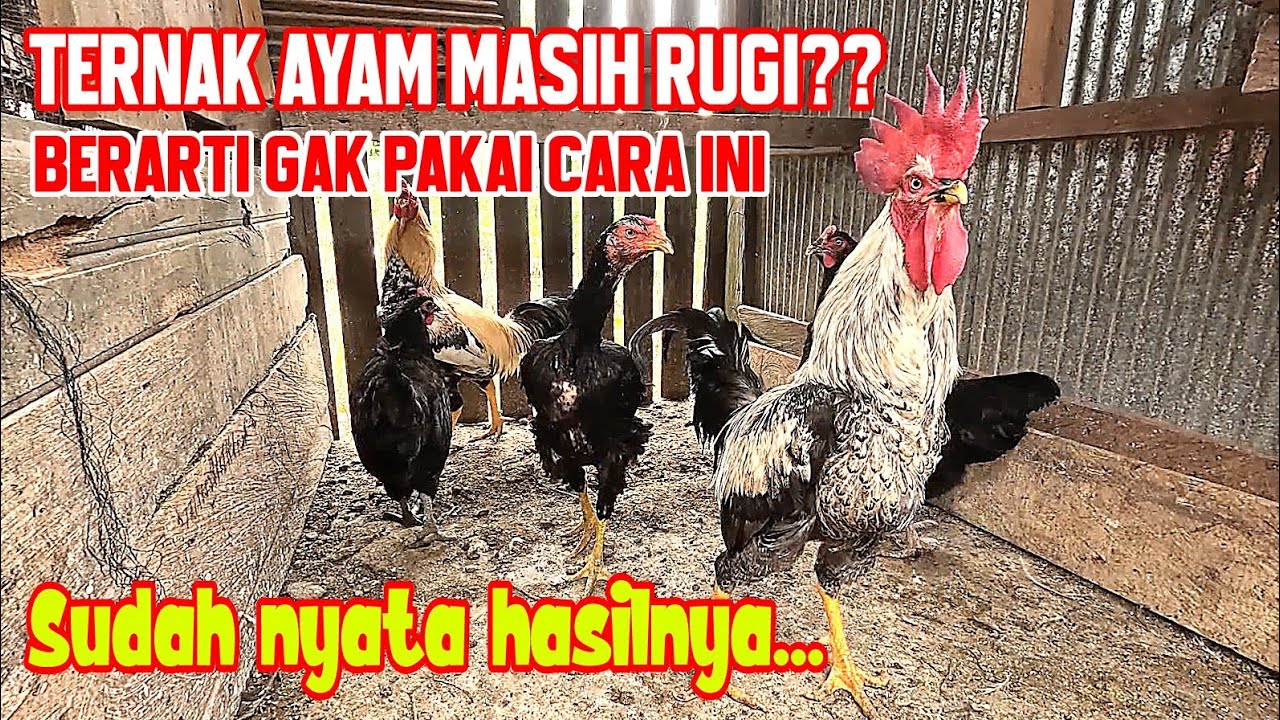 DIJAMIN UNTUNG ‼️ TERNAK AYAM KAMPUNG DENGAN 3 CARA INI