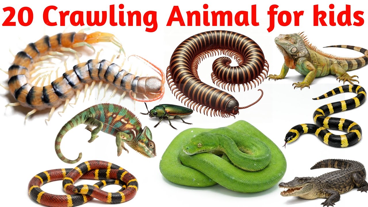 Learn reptile Crawling Animals Names in English | Snake, Turtle, Lizard | बच्चों लिए चलने वाले जानवर