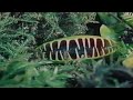 Insect eater plant nature documentary