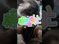 シャム猫ベンガル猫#shorts #funny #cat#猫#ミャク子#ガッツくん
