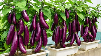 Balcony Gardening: Harvest Tons of Eggplants from Pots!