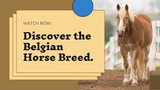 Discover the Belgian Horse Breed