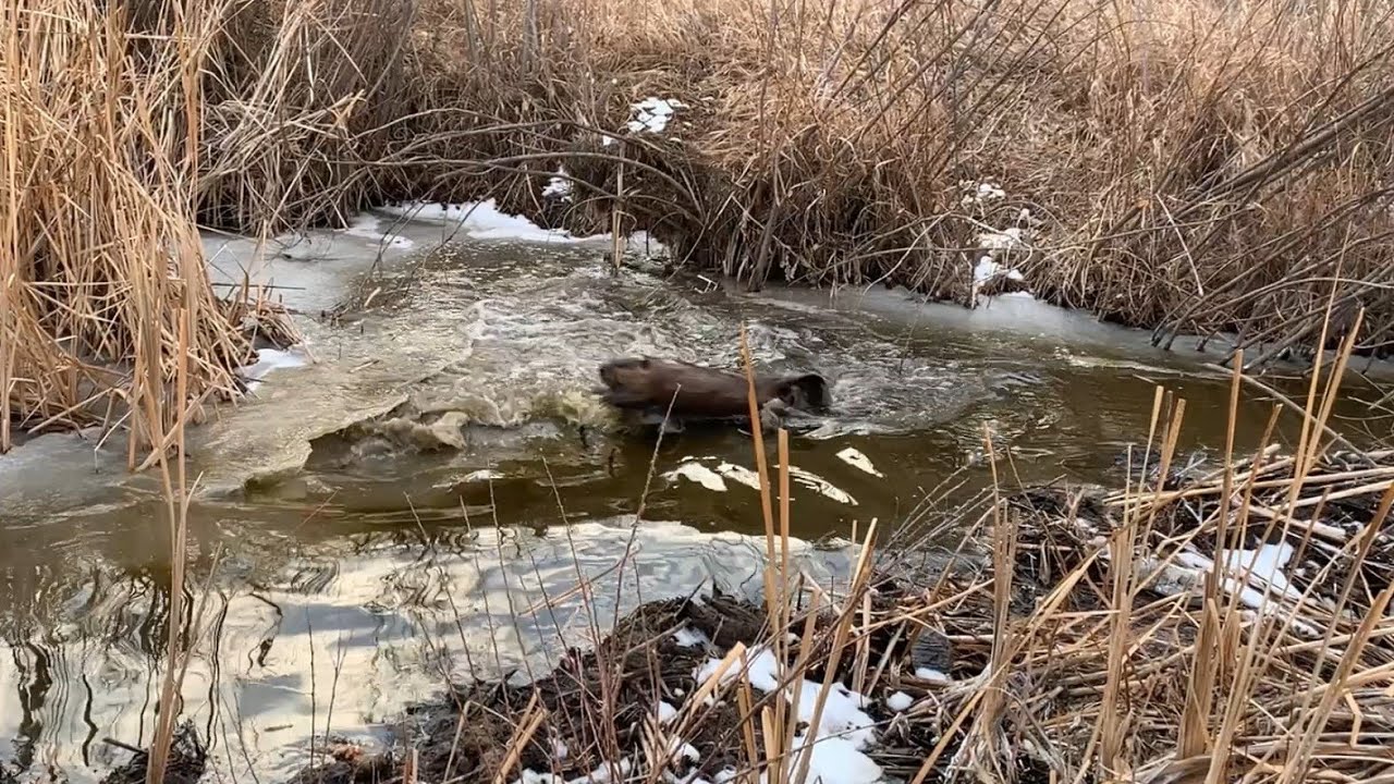 Beaver Agility, Power and Speed