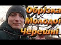 Обрізка черешні на урожай після посадки . Обрізка однорічної і дворічної черешені.