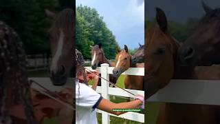 Horses Listen to Violin Music Performance , Violinist Musician , FULL VIDEO LINK IN DESCRIPTION