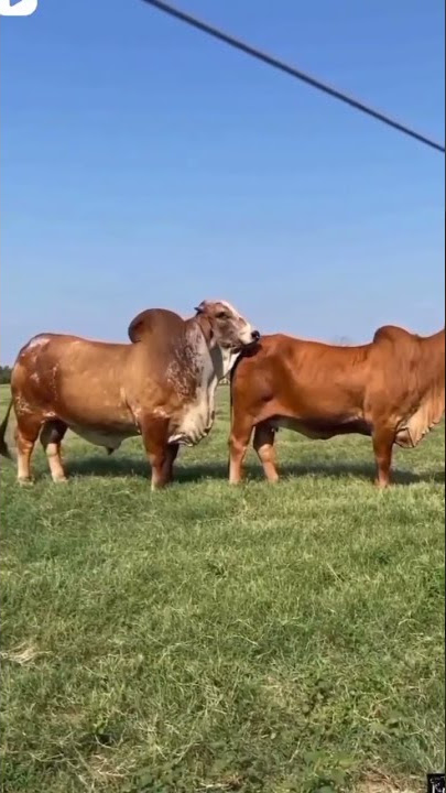 Bull and cow amazing meeting 😍