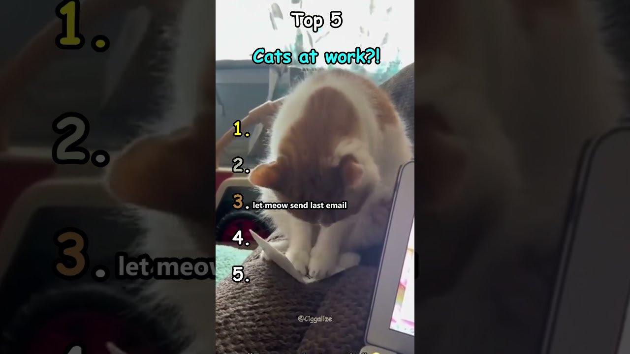 Top 5 Cats At Work