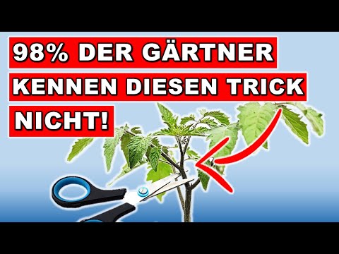 TOMATEN ANZUCHT und PFLEGE für MEGA ERNTE - DER EINFACHSTE WEG (ohne Pflanzenlampen)