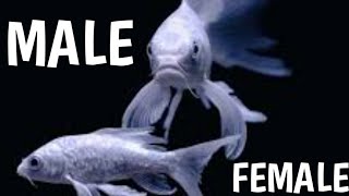 Milky white koi carp fish male and female | White koi fish male and female | Koi fish male female.