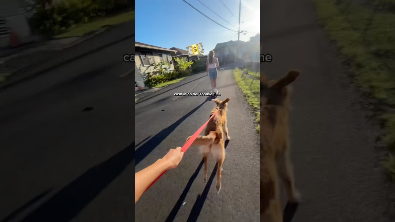 Service Dog Goes Crazy 