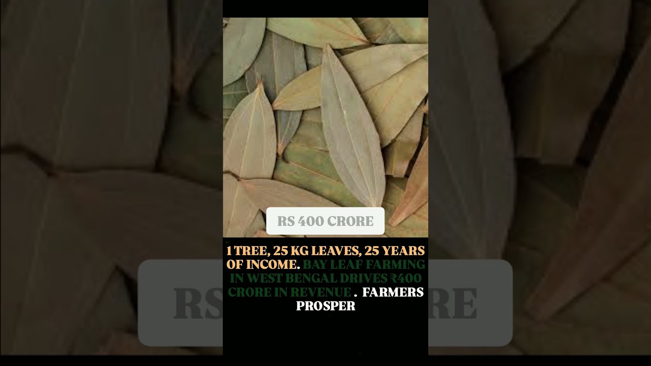 production of bay leafs is most prosperous to make money for west bengalians. 