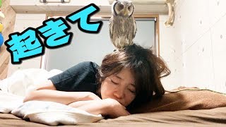 今回は誰がお姉さんを起こすのかな？動物たちの朝のルーティーン