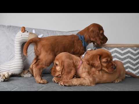 Video: Engelsk Cocker Spaniel Hundeavl Allergivenlig, Sundhed Og Levetid