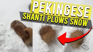 Pekingese Shanti Playing in the Snow and Plows It in the Process