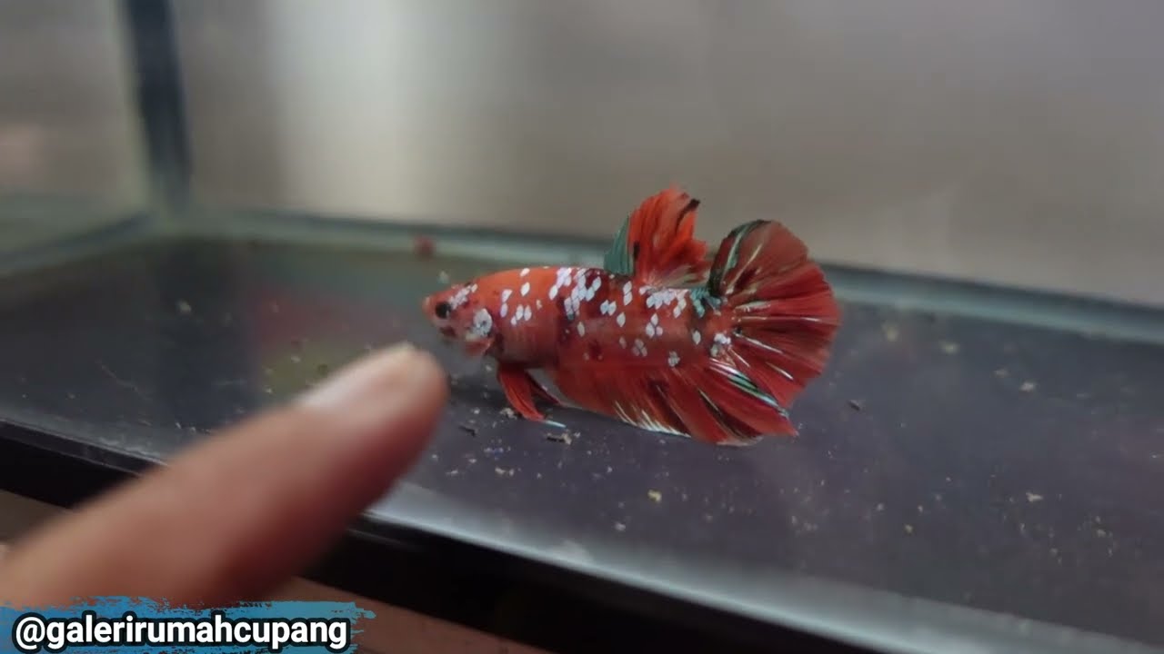 Keliling Farm ( Ada Giant Baru )