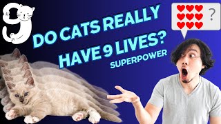 Can Cats Really Cheat Death 9 Times? by cats aid 21 views 9 days ago 4 minutes, 3 seconds