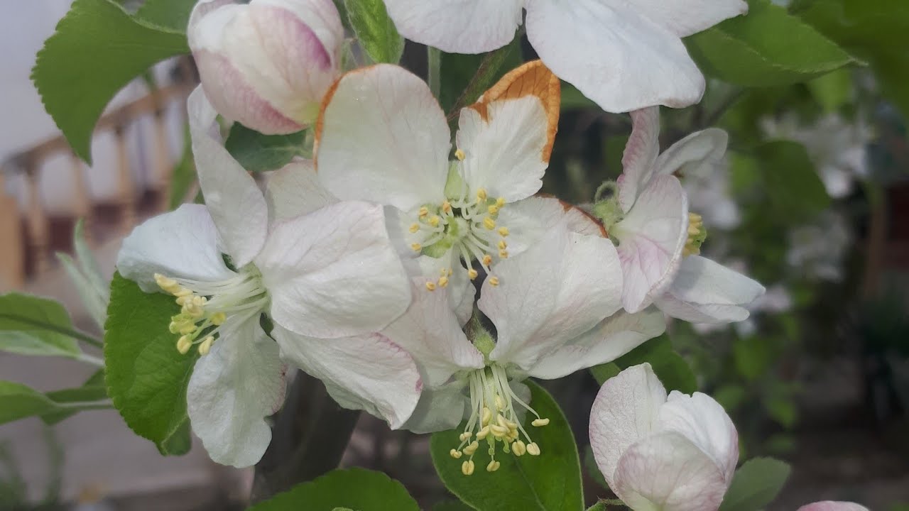 ГИЛОС ВА ОЛМА ГУЛИДА НИМА КИЛИШ КЕРАК