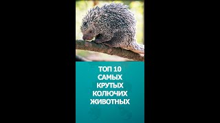 Топ 10 Самых Крутых Колючих Животных #Шортс #Дикиеживотные #Интересное #Топ10 #Shorts #Комарик